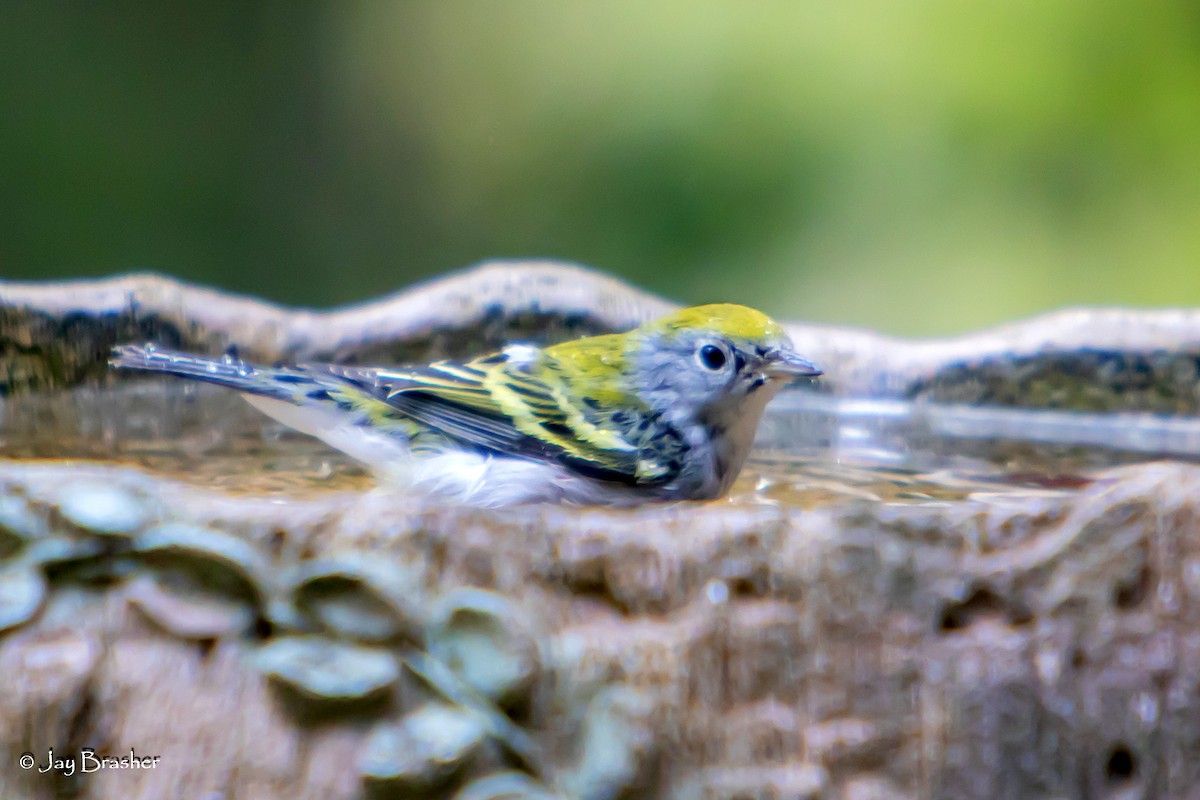 ワキチャアメリカムシクイ - ML645010557