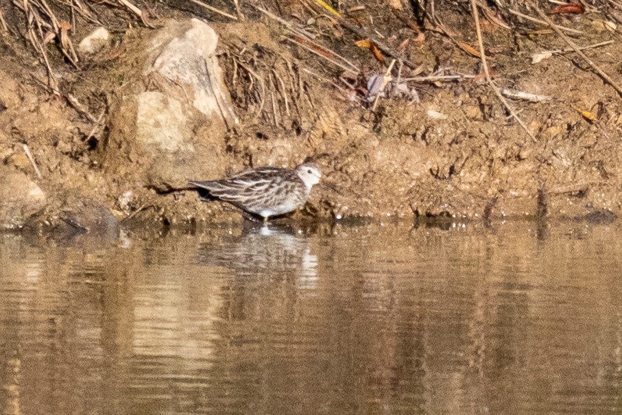 Дутыш - ML645010582