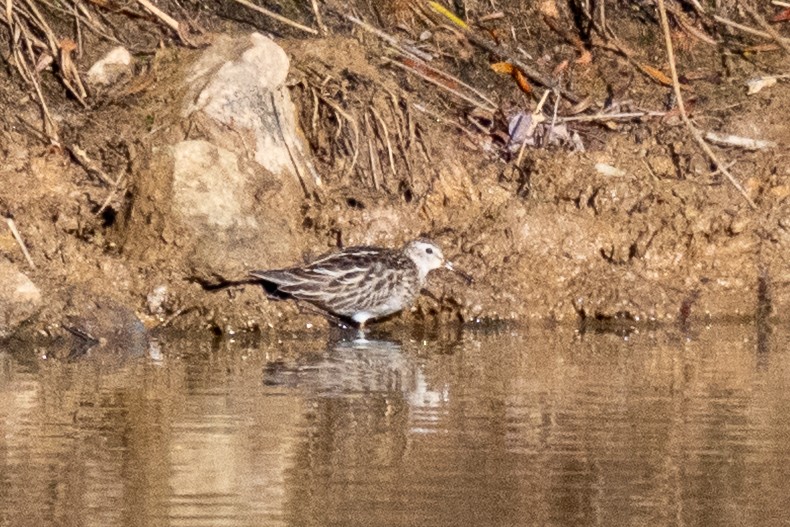 Дутыш - ML645010583