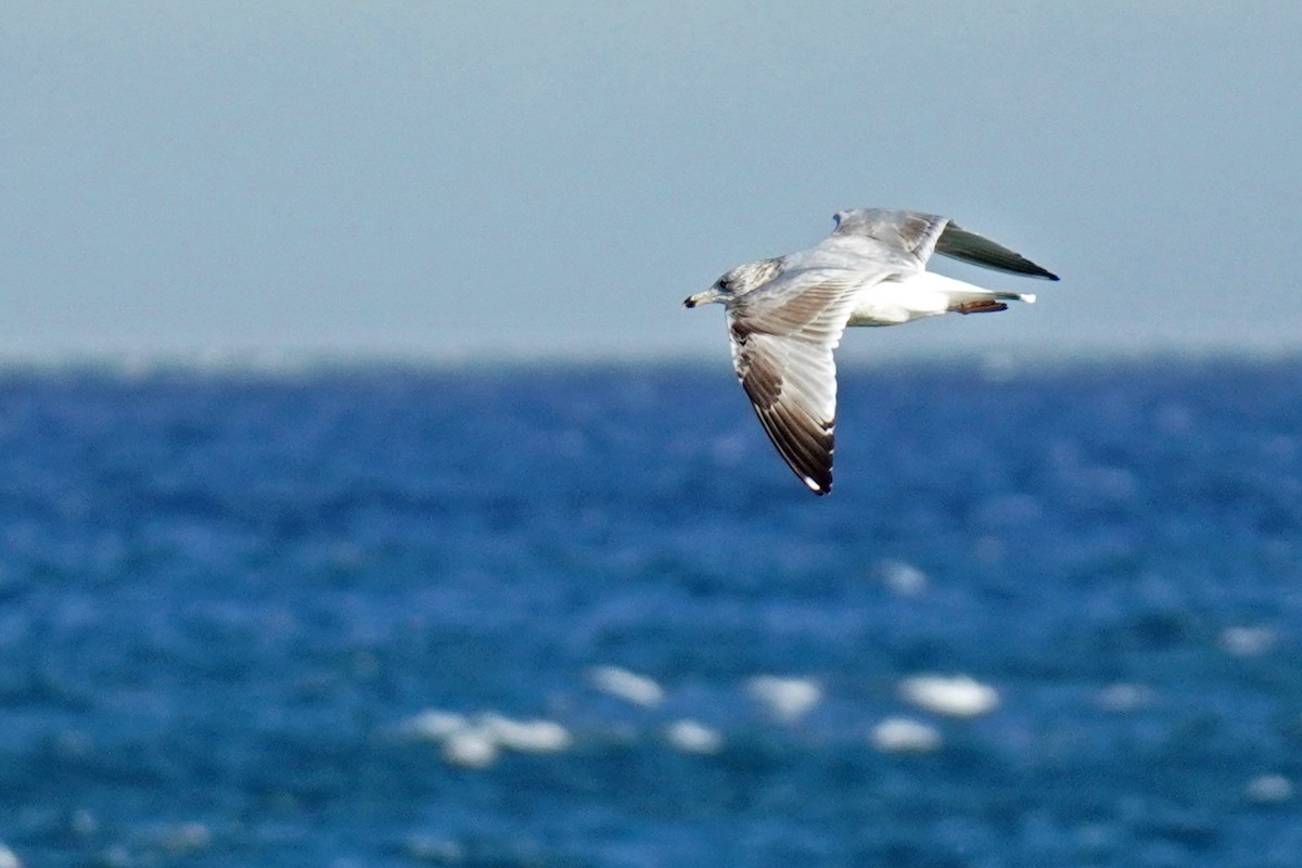 American Herring Gull - ML645010585
