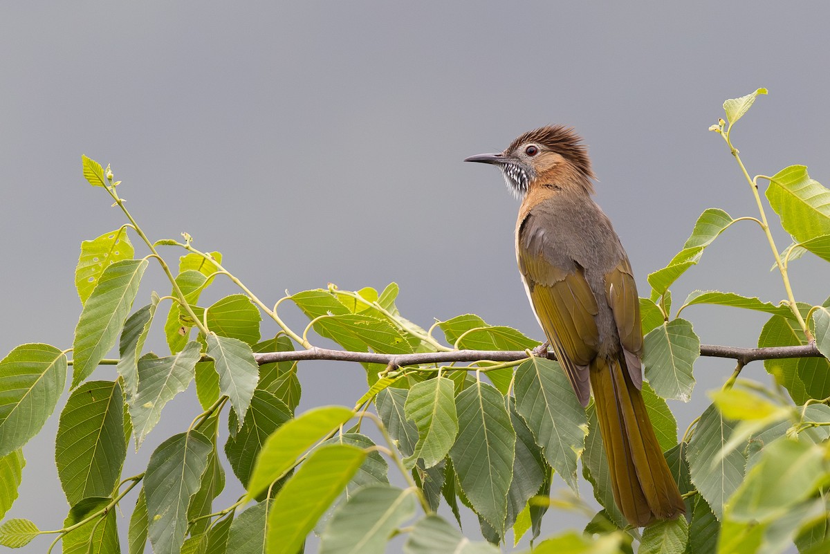 Mountain Bulbul - ML645010592