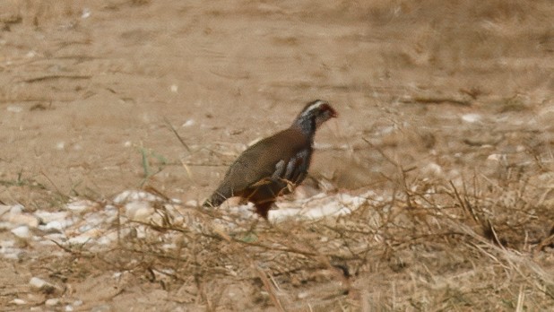 Red-legged Partridge - ML645010595