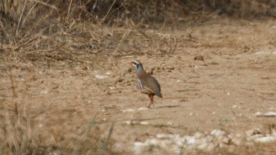 Red-legged Partridge - ML645010596