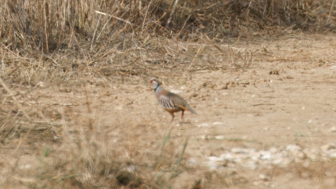 Red-legged Partridge - ML645010597