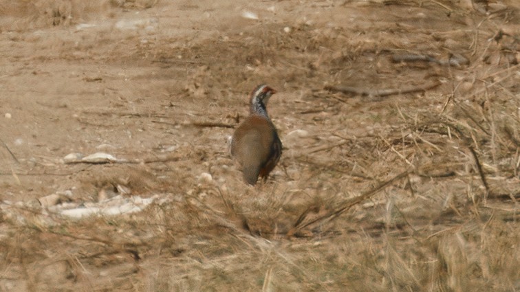 Red-legged Partridge - ML645010598