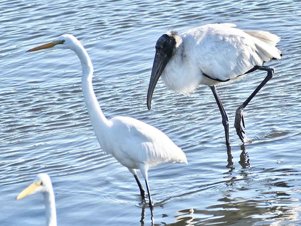 Great Egret - ML645010601