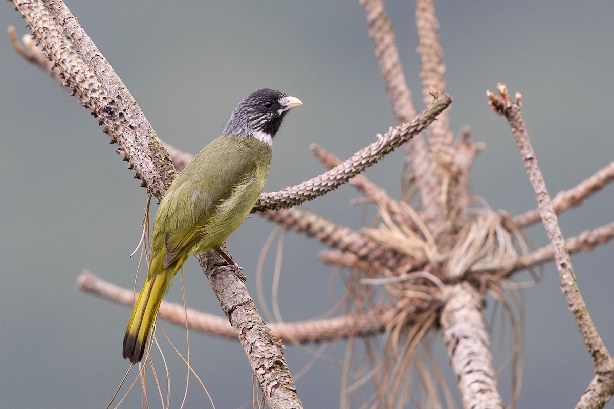 Collared Finchbill - ML645010611