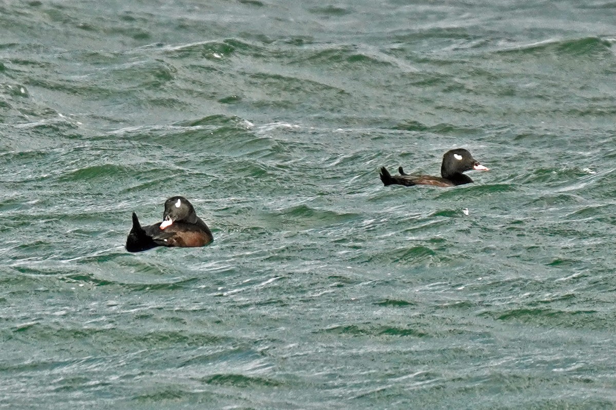 White-winged Scoter - ML645010622