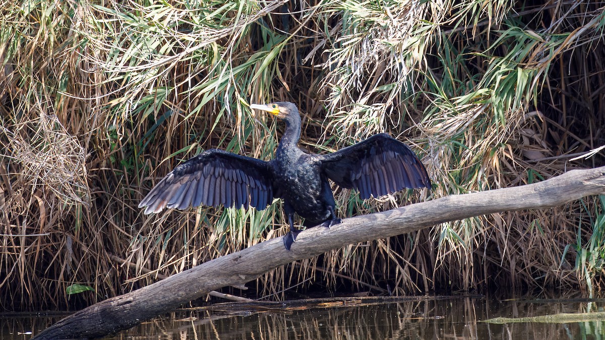 Great Cormorant - ML645010626