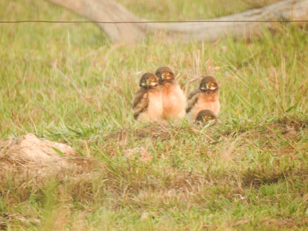 Burrowing Owl - ML645010642