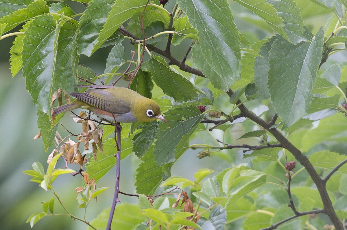 Zostérops à flancs marron - ML645010645