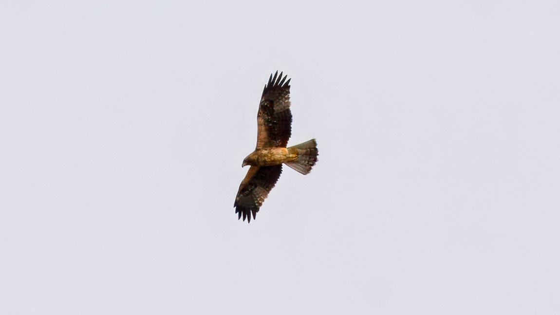 Booted Eagle - ML645010655