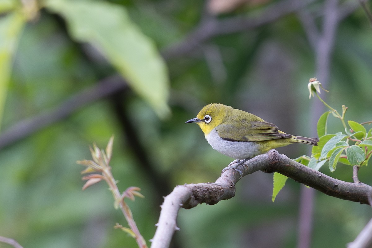 Swinhoe's White-eye - ML645010657