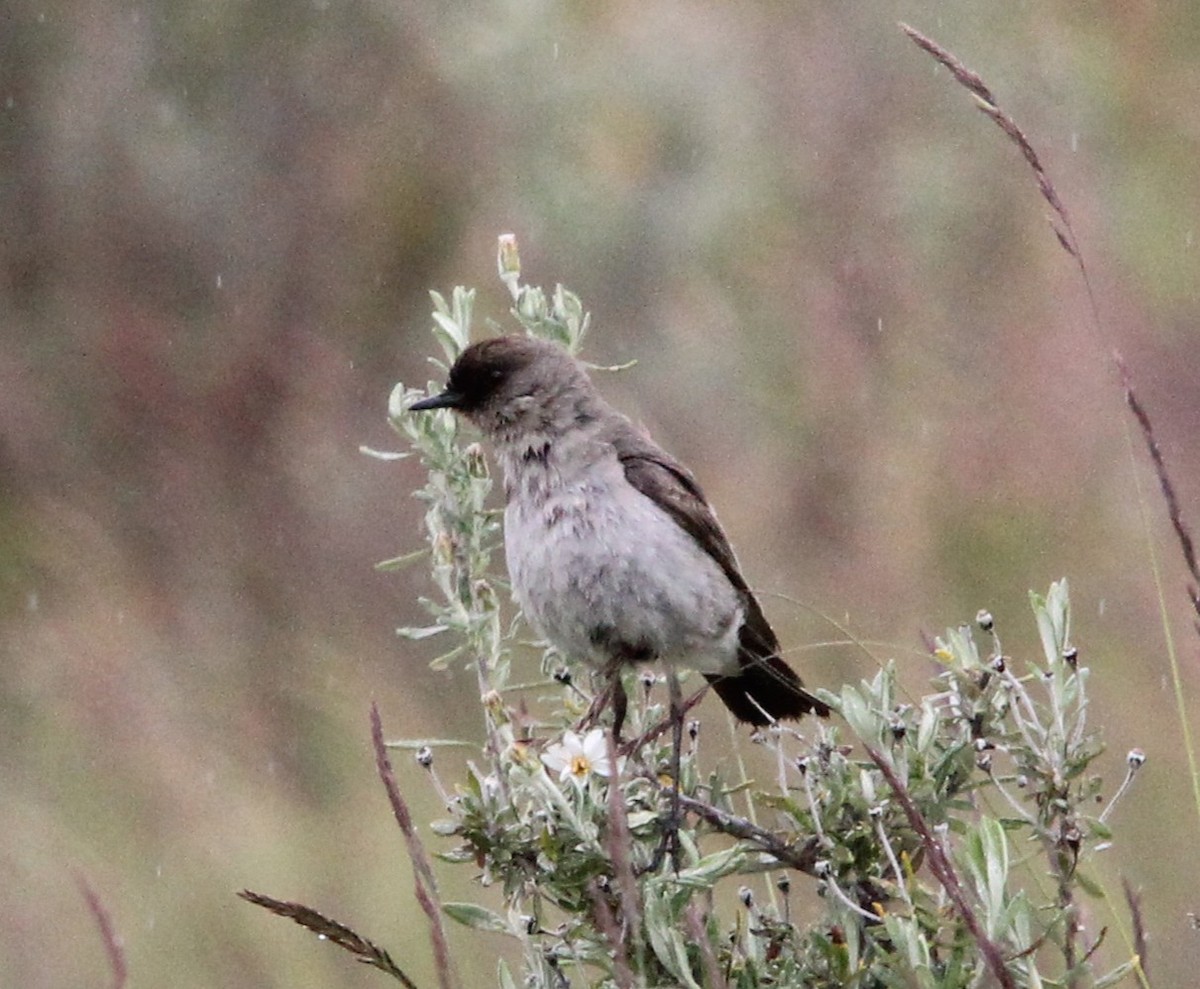 Dark-faced Ground-Tyrant - ML645010663