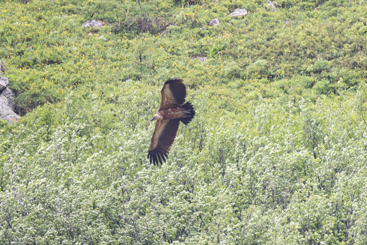 Eurasian Griffon - ML645010676