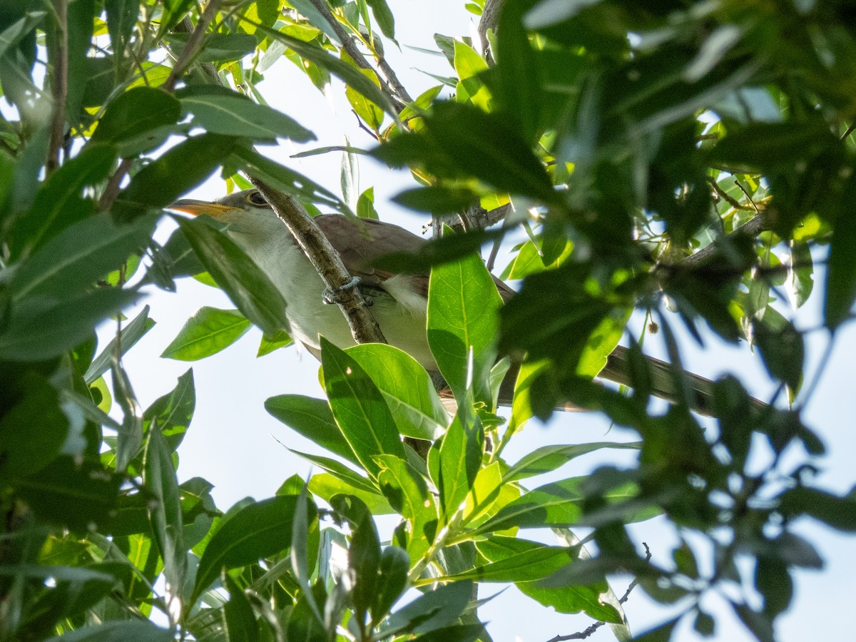 Yellow-billed Cuckoo - ML645010681