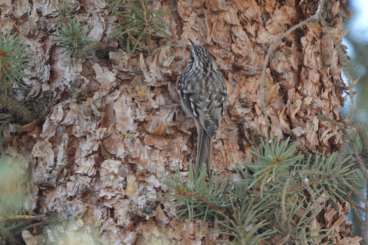 Brown Creeper - ML645010684