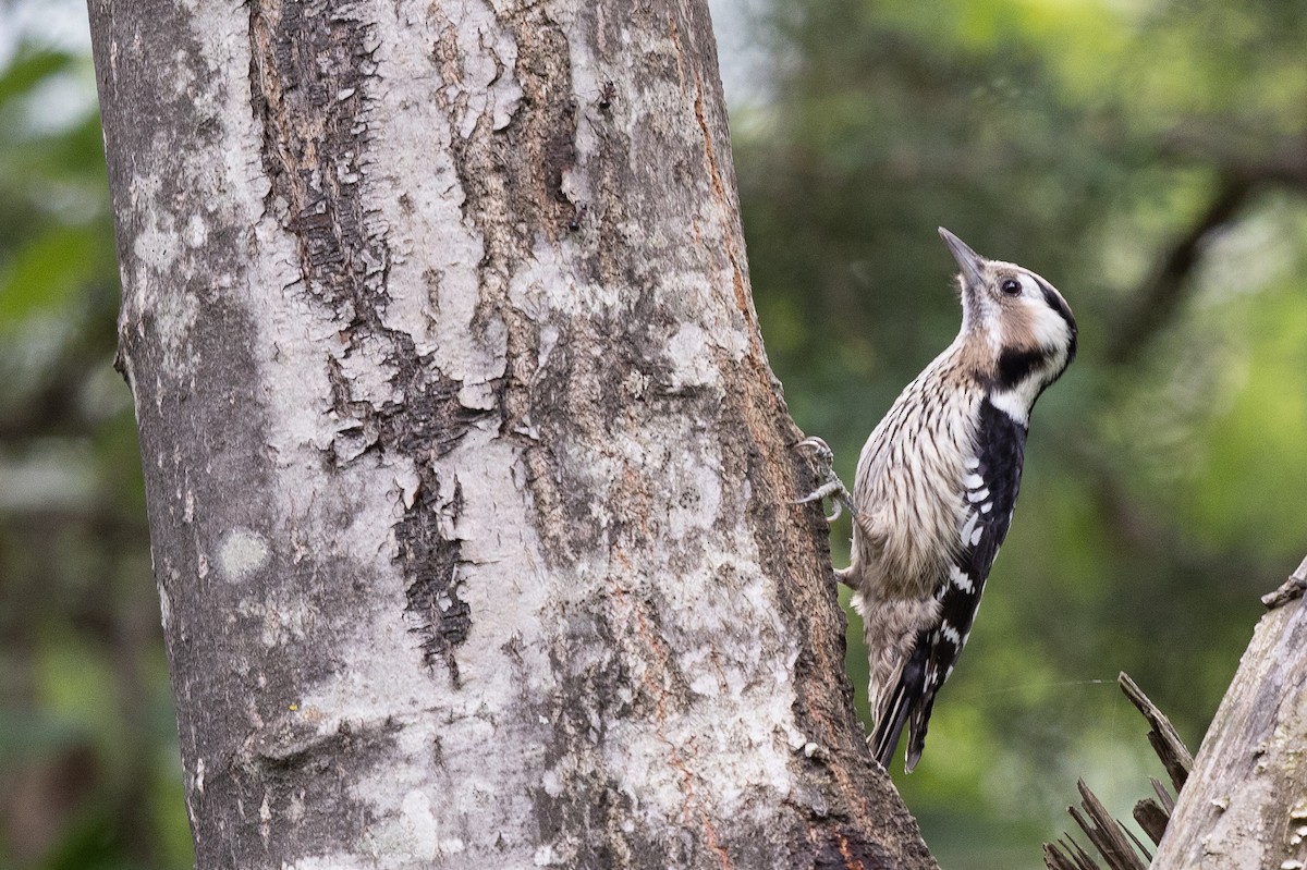 Gray-capped Pygmy Woodpecker - ML645010687