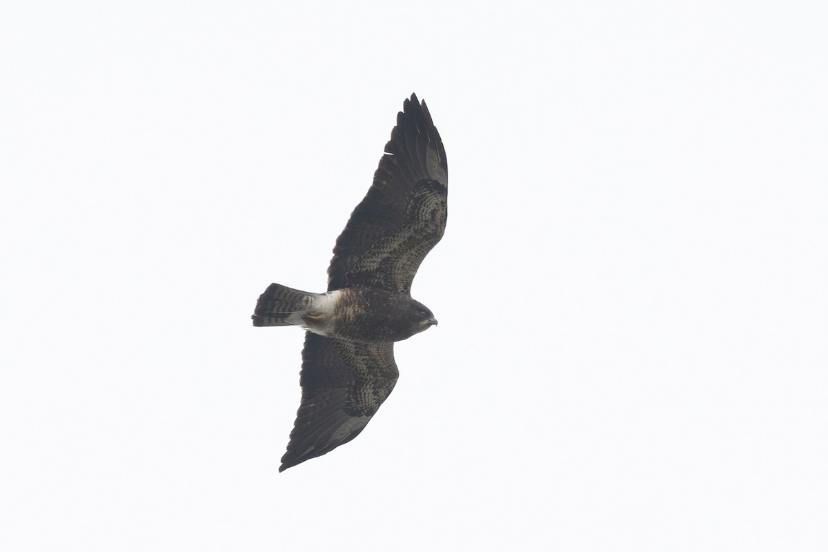 Свенсонов канюк - ML645010688