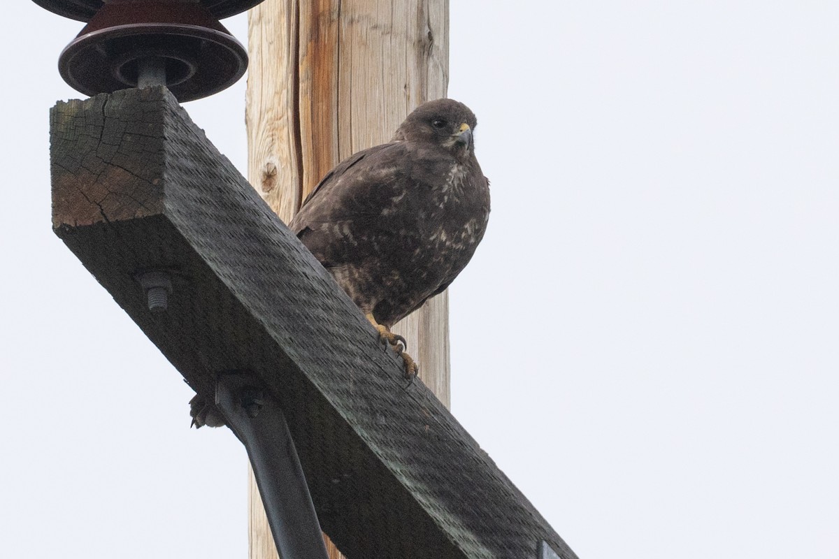 Свенсонов канюк - ML645010689