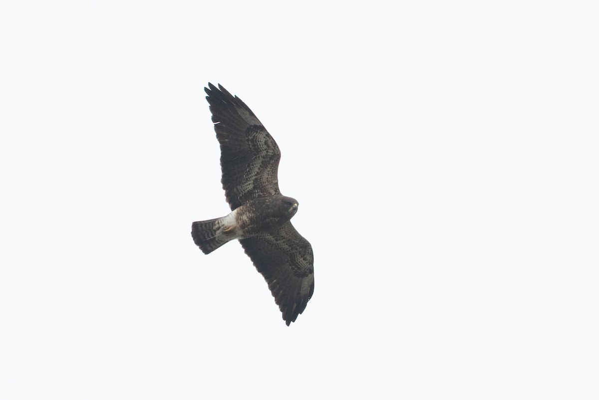 Свенсонов канюк - ML645010690