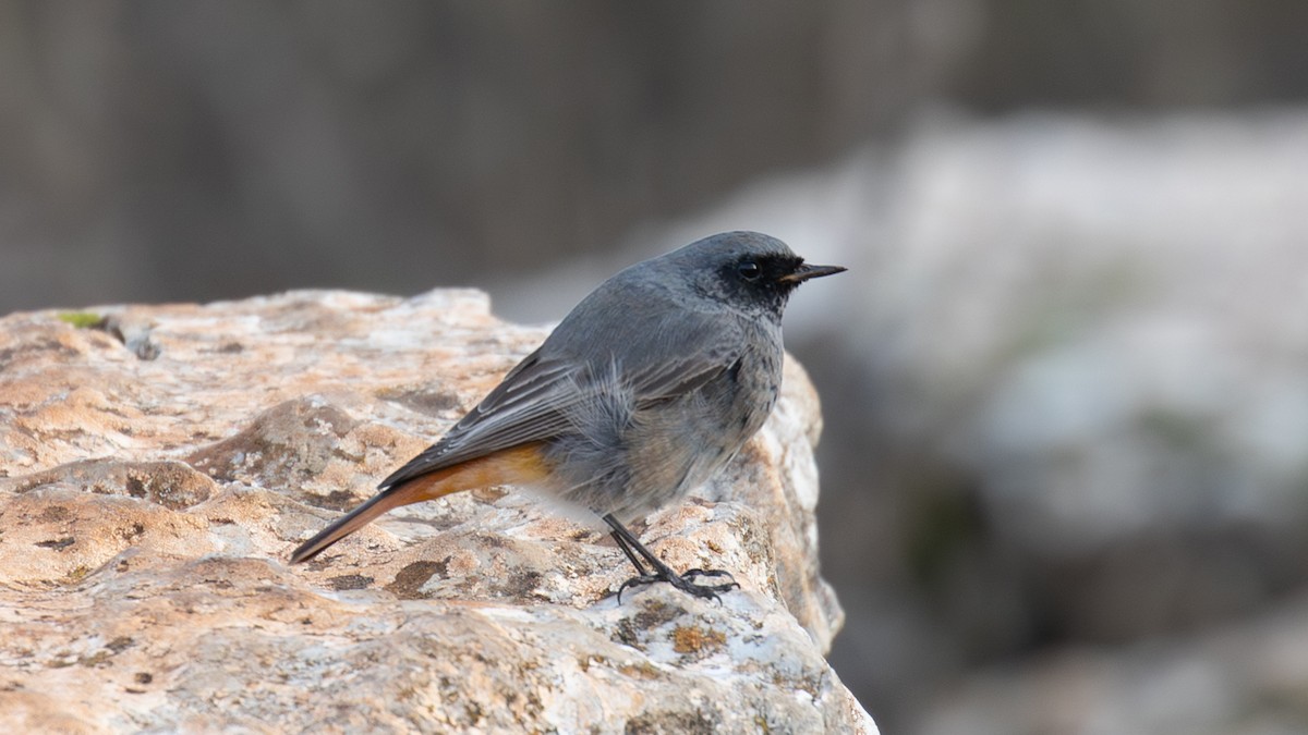 Black Redstart - ML645010691