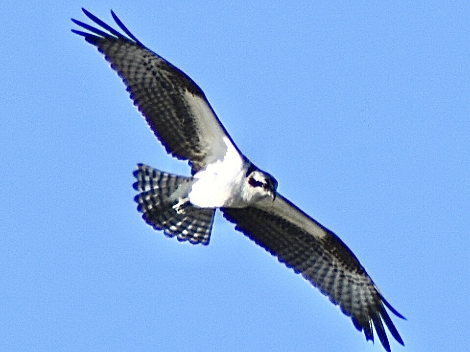 Osprey - ML645010696