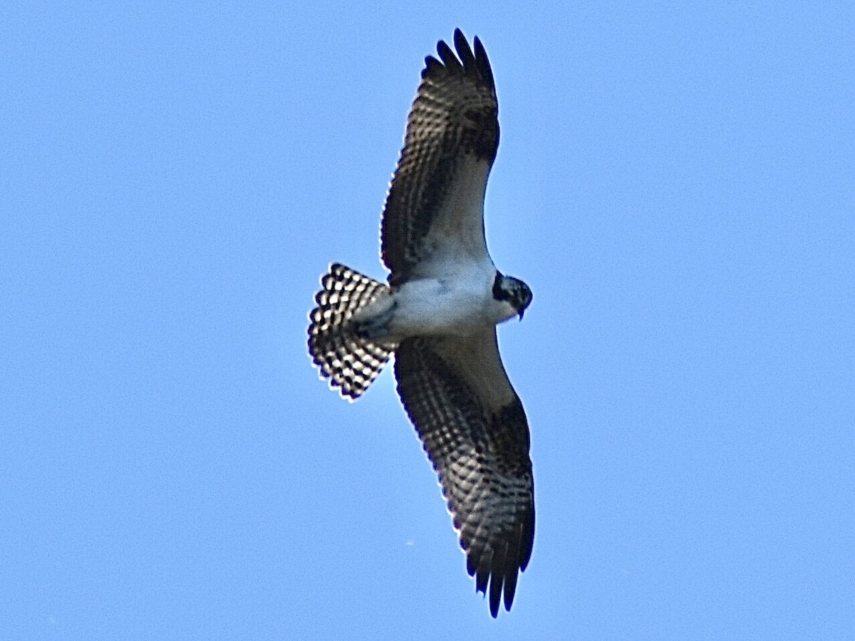 Osprey - ML645010697