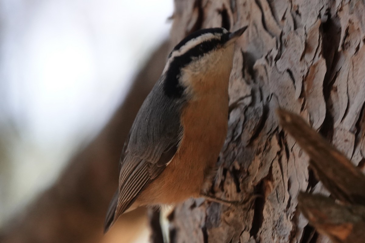 Red-breasted Nuthatch - ML645010698