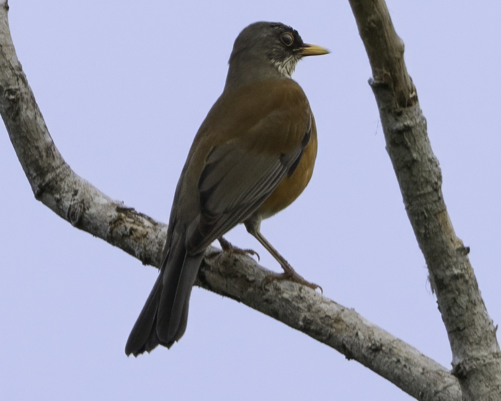 Rufous-backed Robin - ML645010703