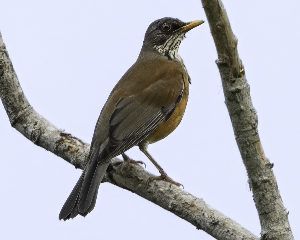 Rufous-backed Robin - ML645010704