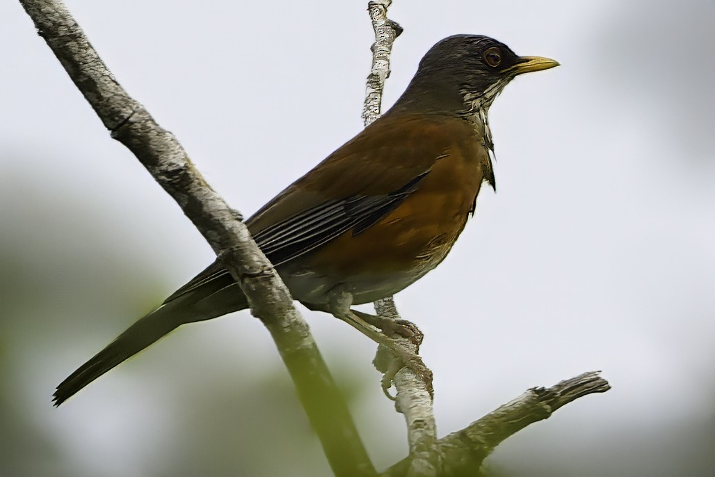 Rufous-backed Robin - ML645010705