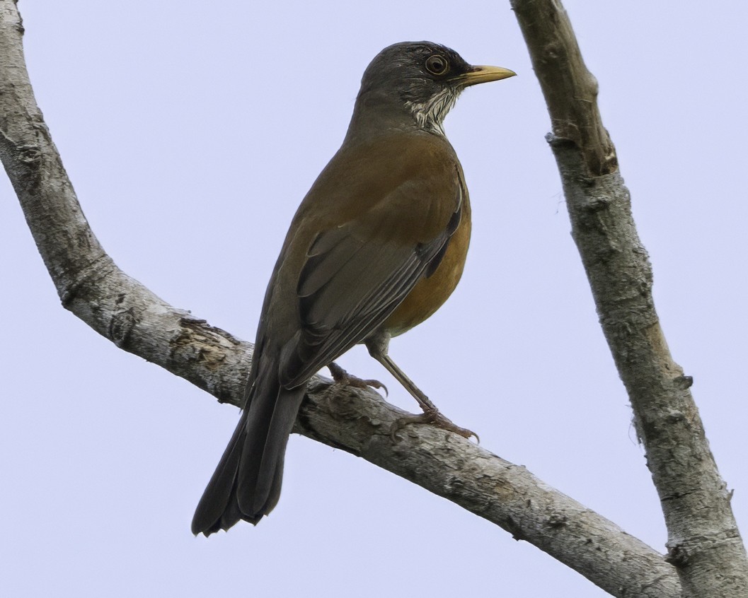 Rufous-backed Robin - ML645010706