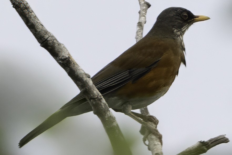 Rufous-backed Robin - ML645010707
