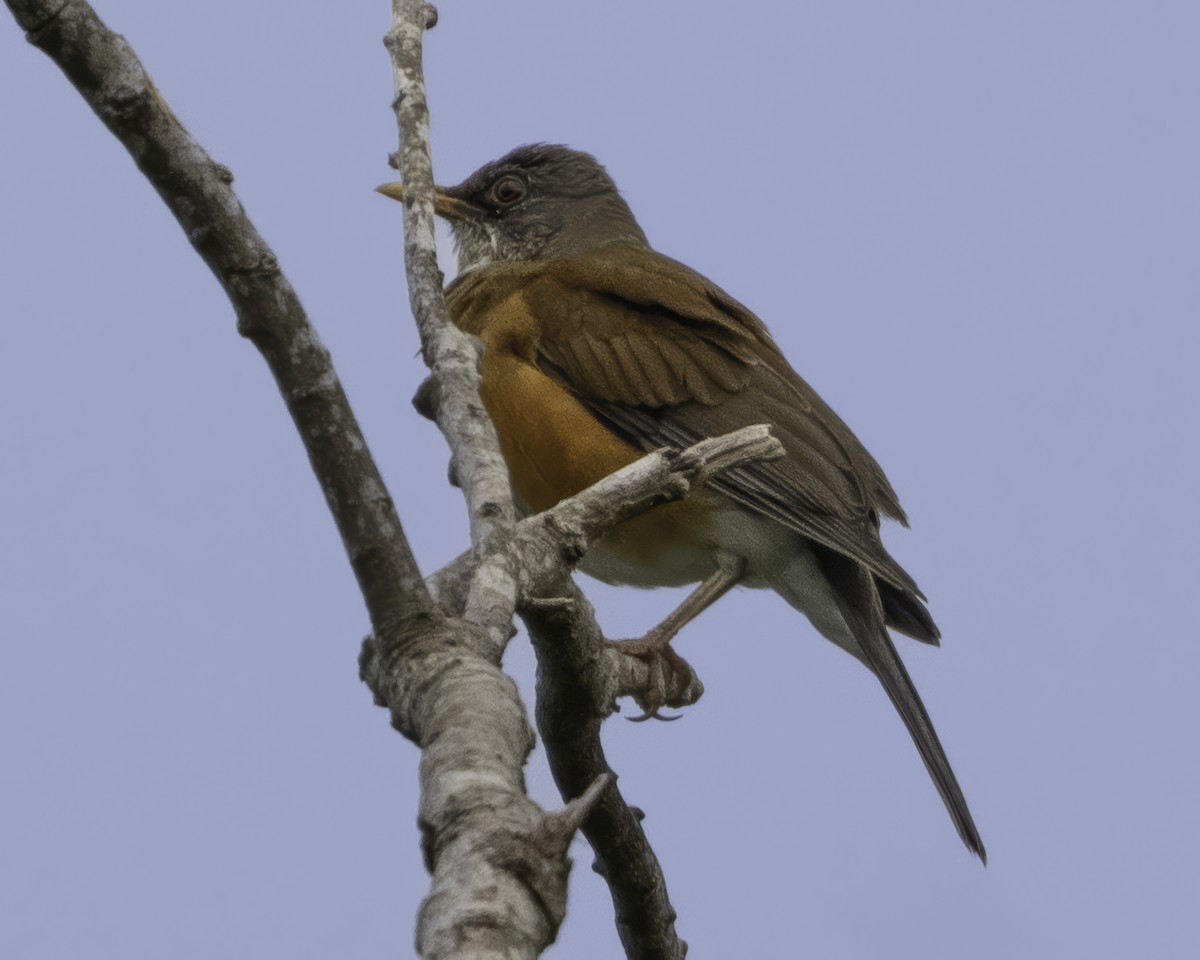 Rufous-backed Robin - ML645010708