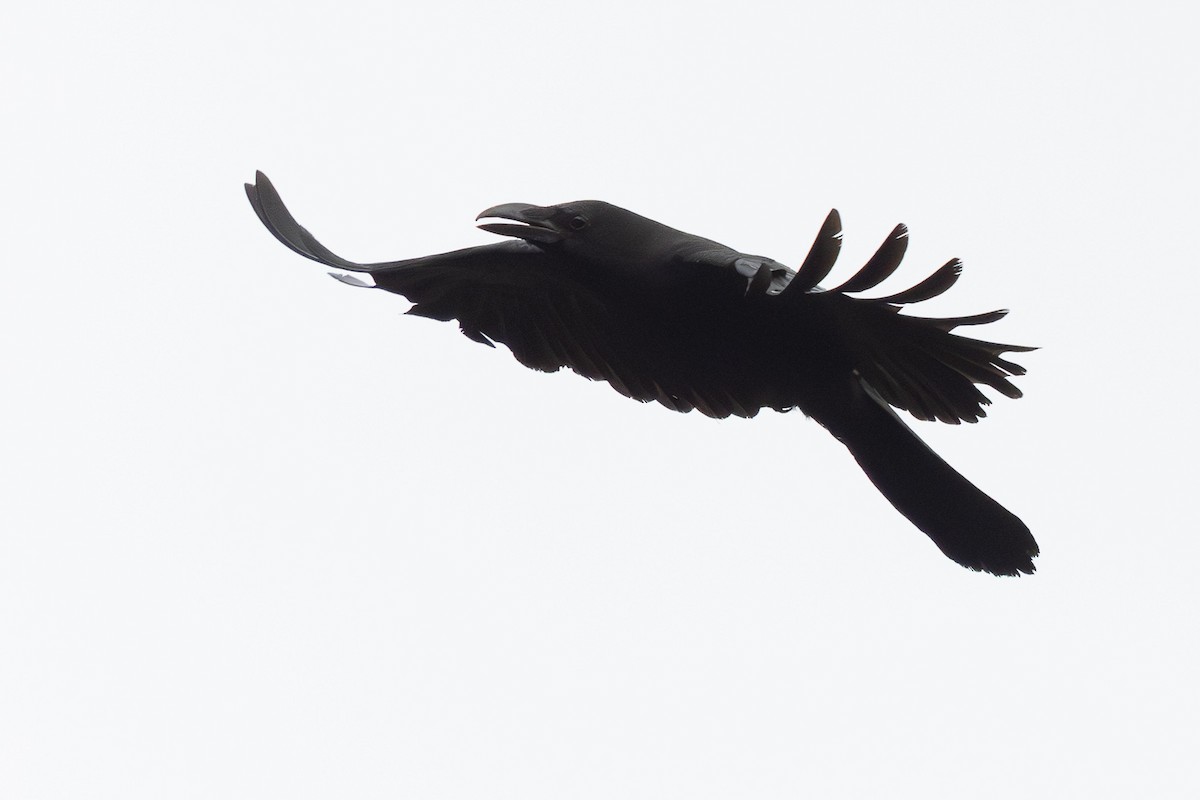 Large-billed Crow - ML645010711