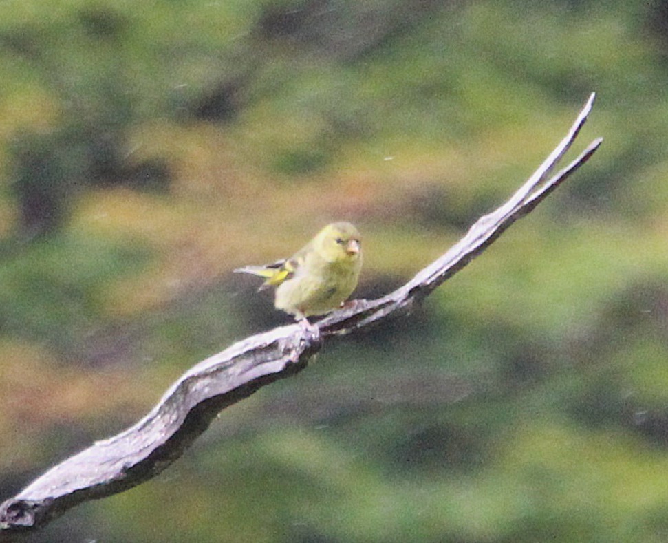Black-chinned Siskin - ML645010713