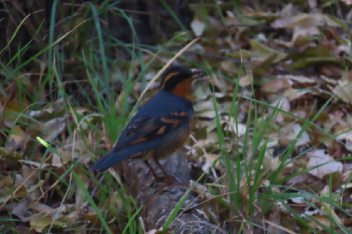 Varied Thrush - ML645010716