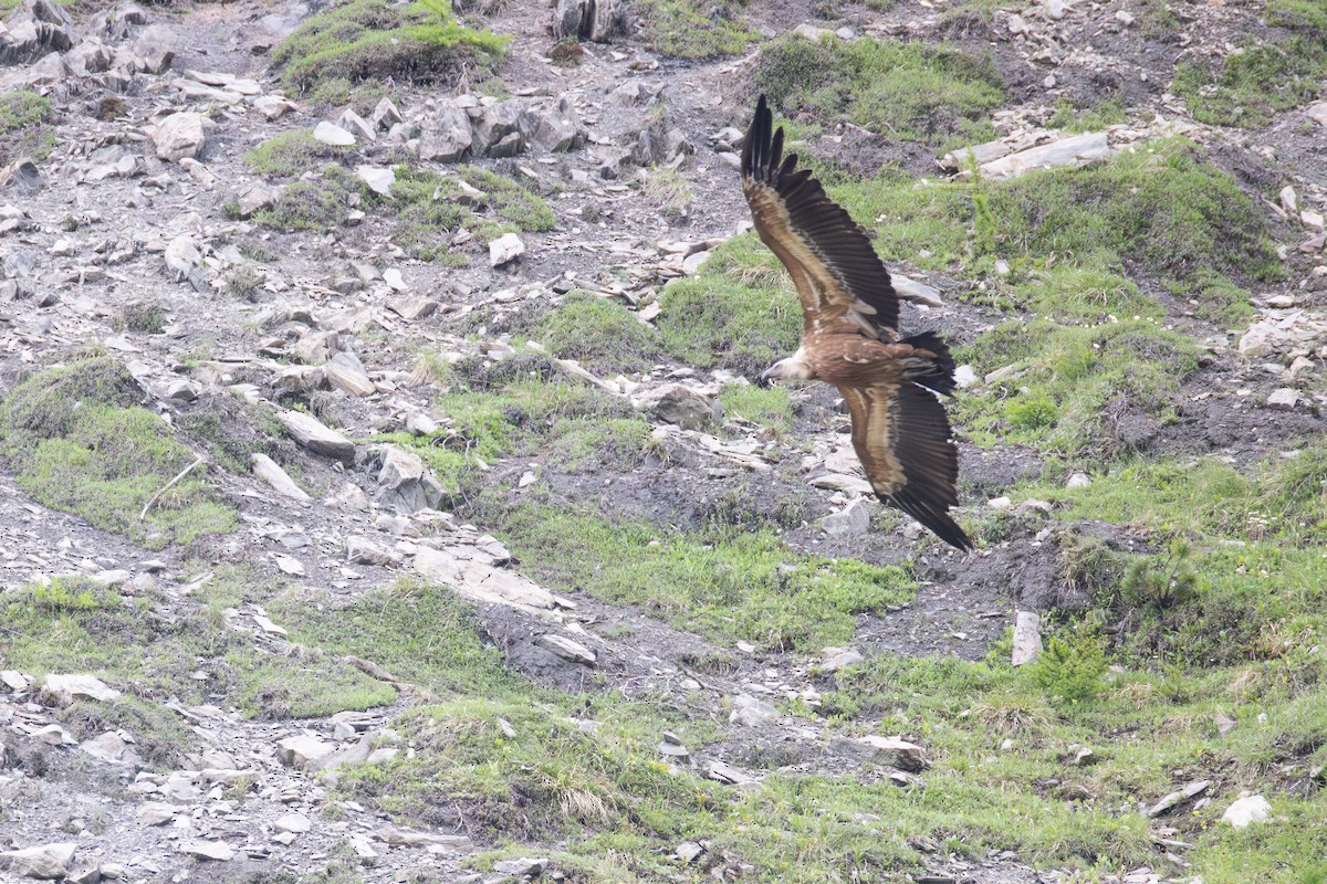 Eurasian Griffon - ML645010721