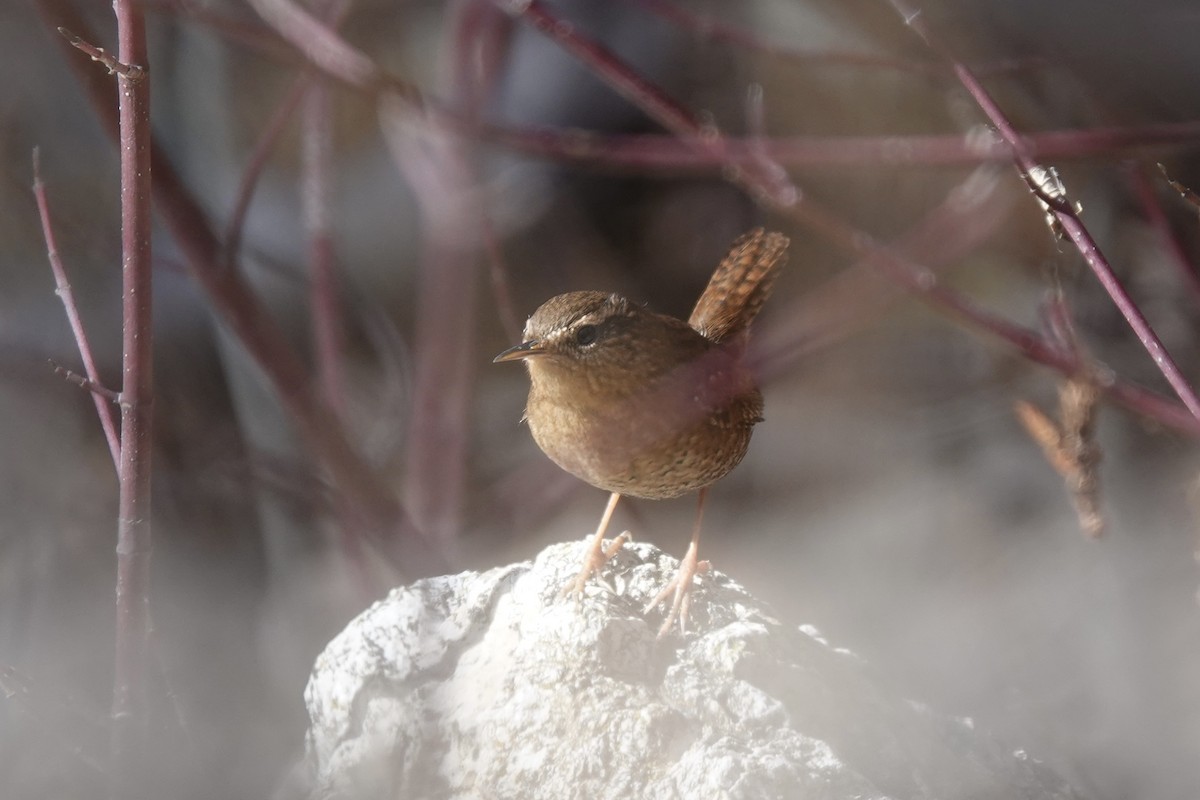 Pacific Wren - ML645010722