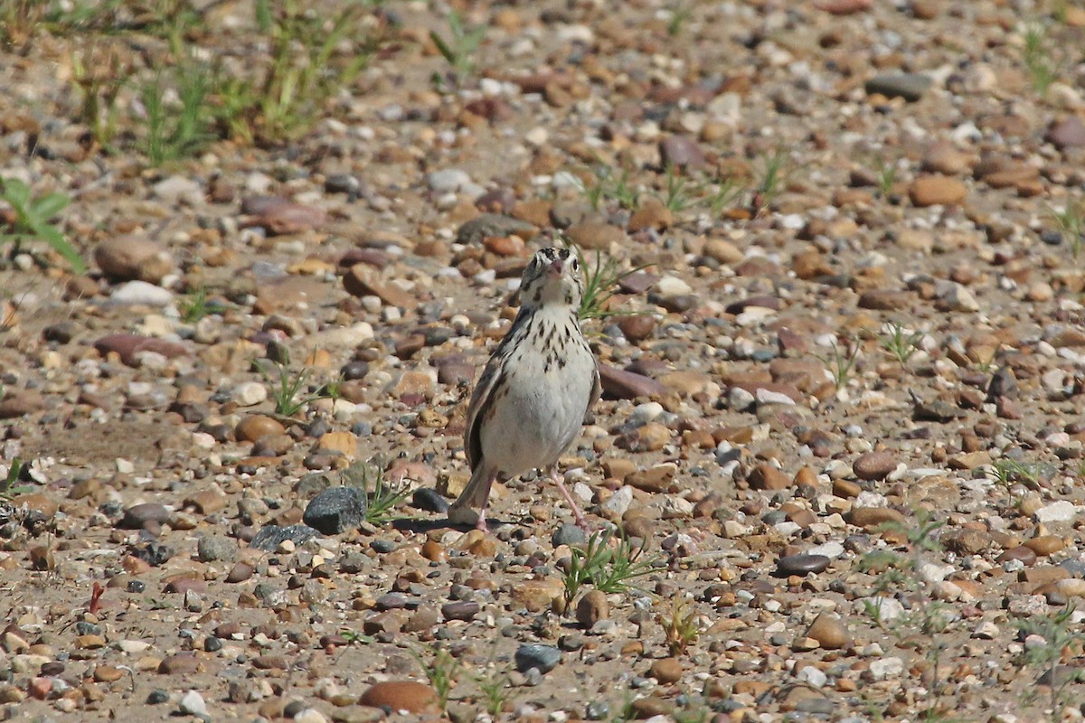 Baird's Sparrow - ML645010738