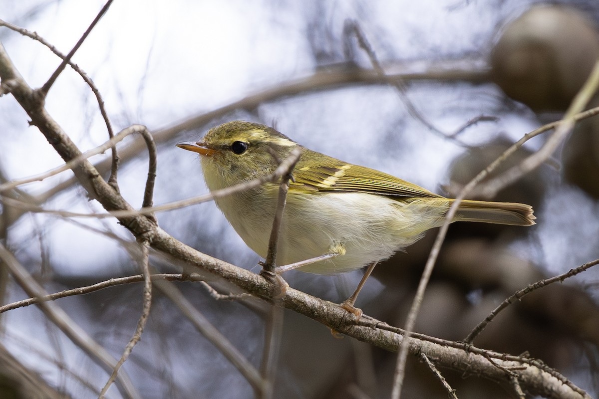 Kloss's Leaf Warbler - ML645010757