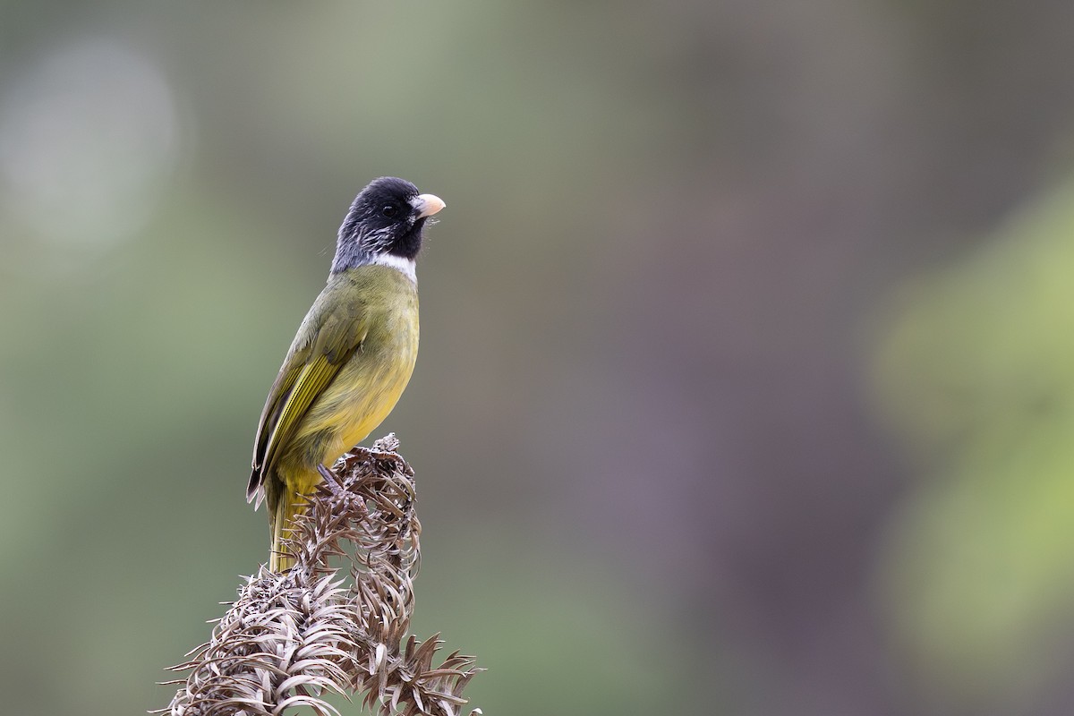 Collared Finchbill - ML645010768