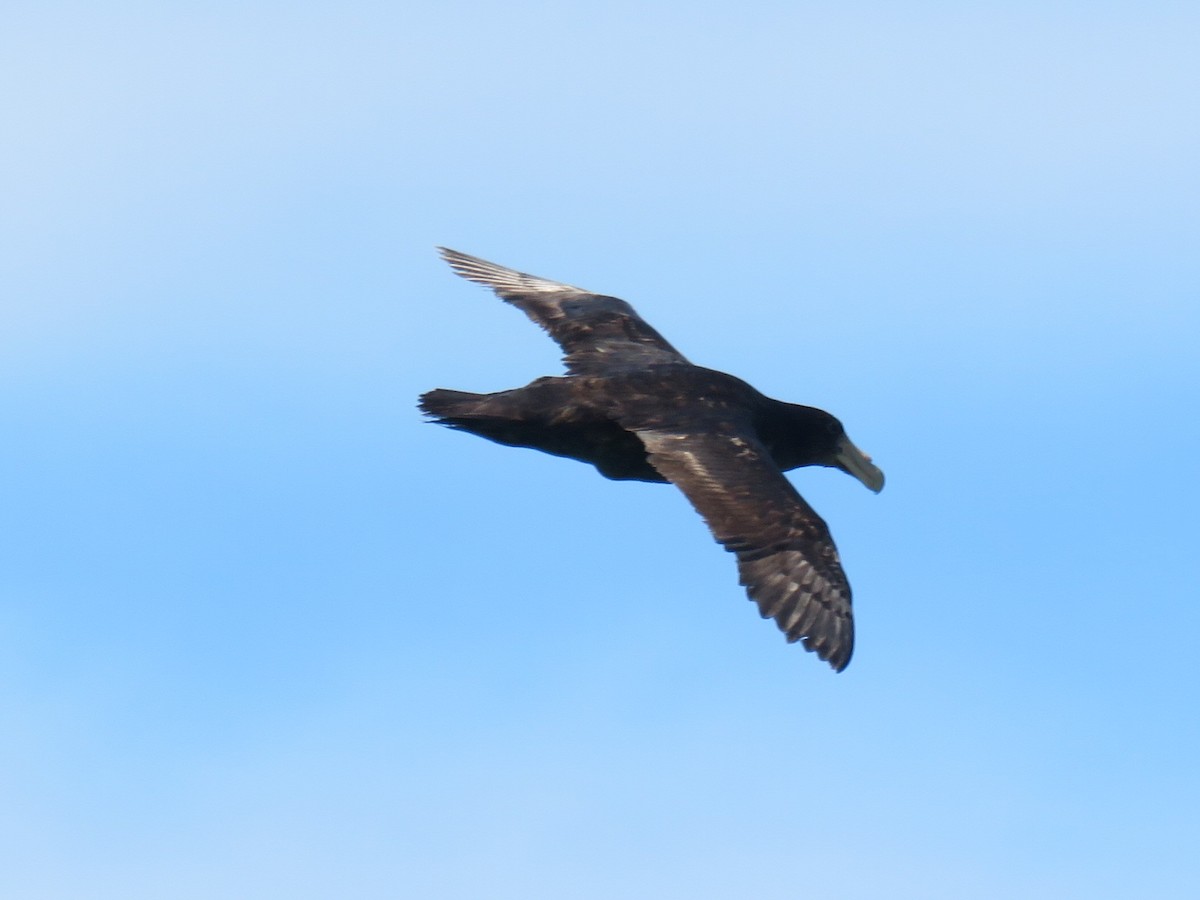 sørkjempepetrell - ML645010779