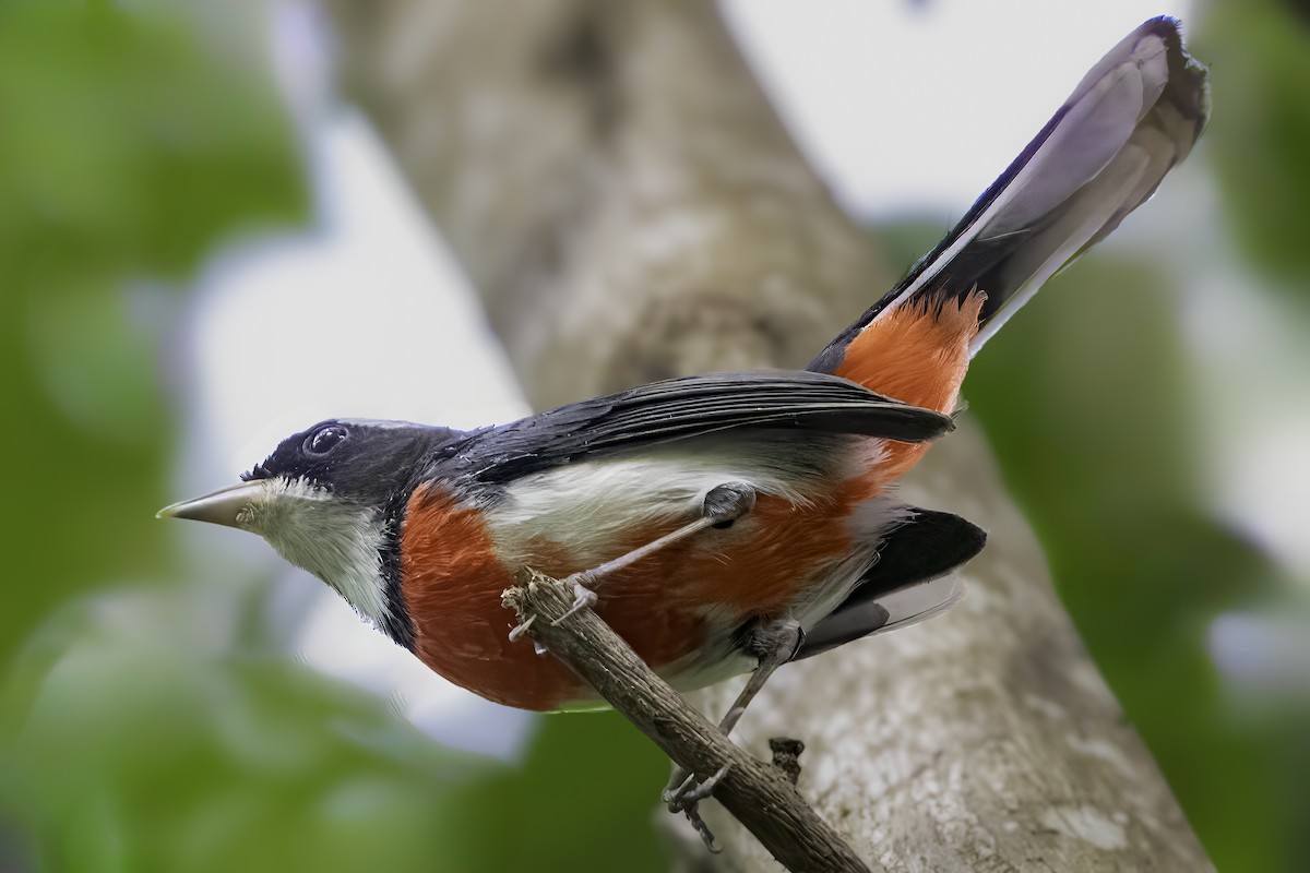 Red-breasted Chat - ML645010784