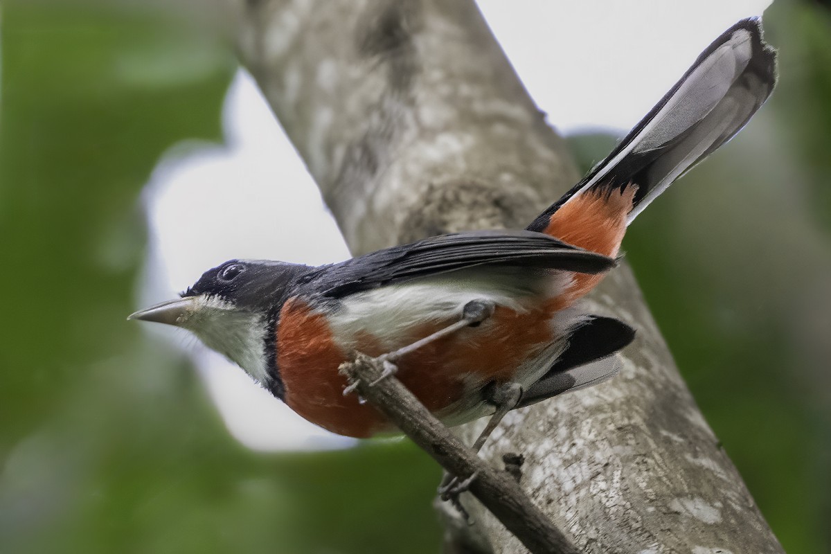Red-breasted Chat - ML645010785