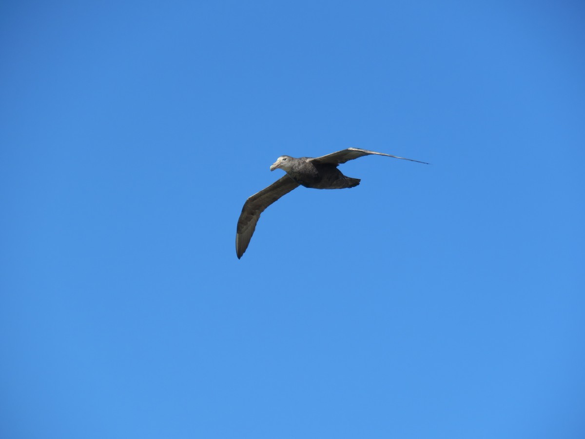 sørkjempepetrell - ML645010786