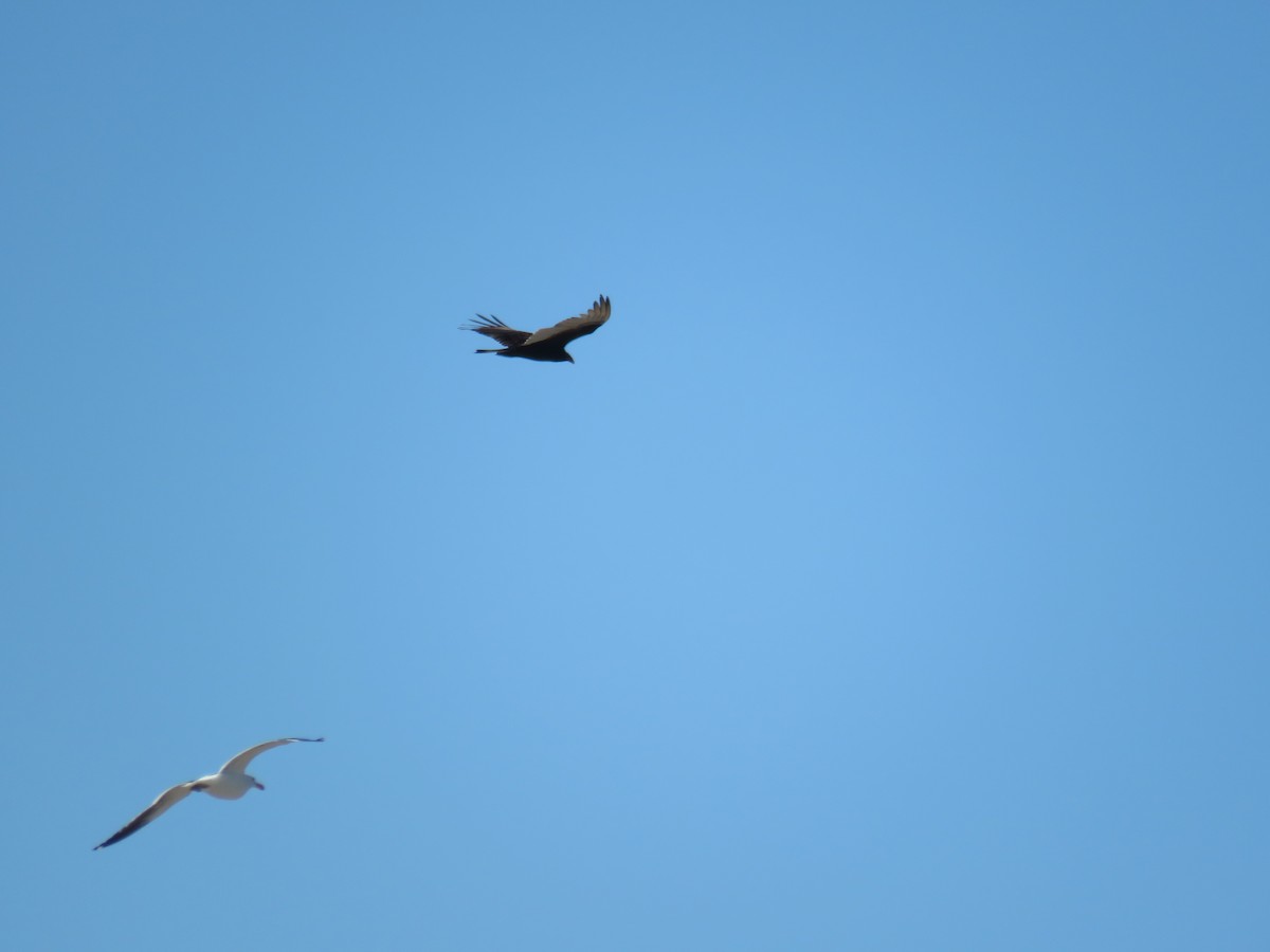 sørkjempepetrell - ML645010787