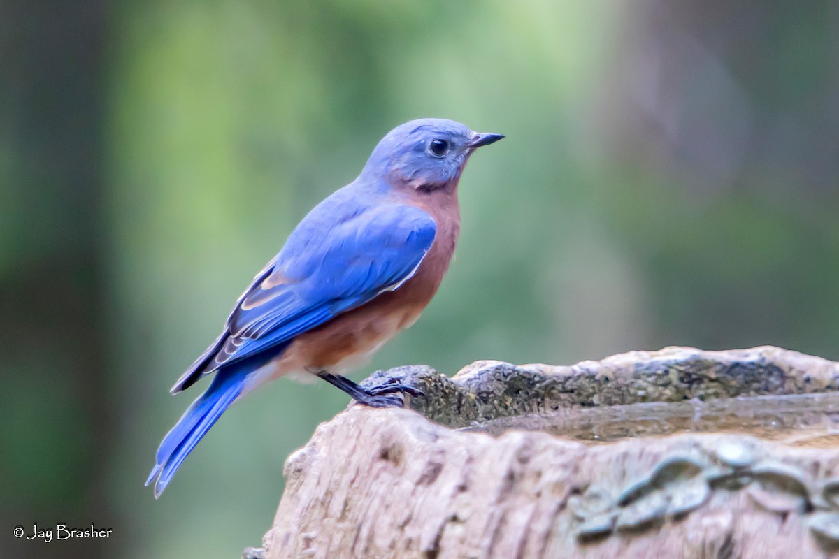 Eastern Bluebird - ML645010798