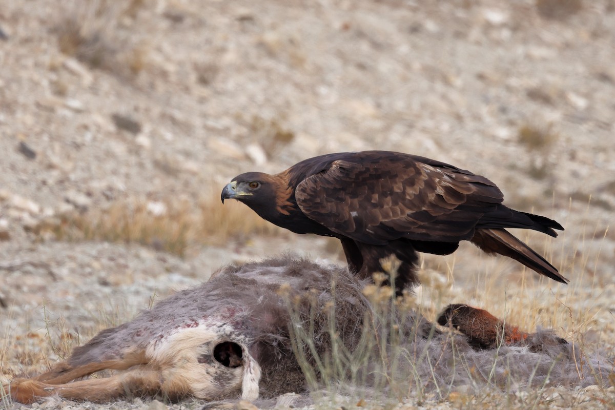 Golden Eagle - ML645010805